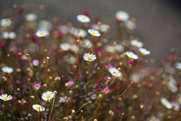 Daisy Dance by Joy Watson